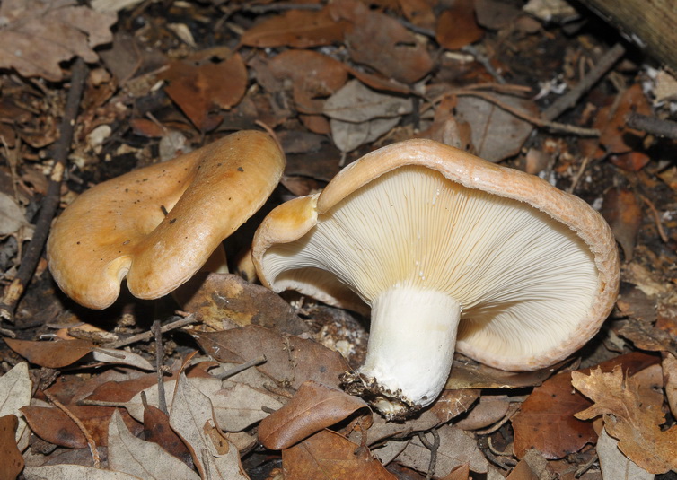 Lactarius sp.